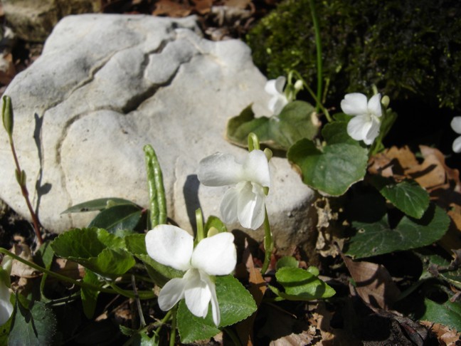 Viola alba e Viola reichenbachiana